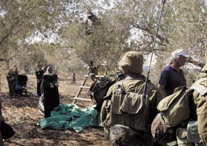 مستوطنون يعتدون على قاطفي الزيتون في تل الرميدة وسط الخليل