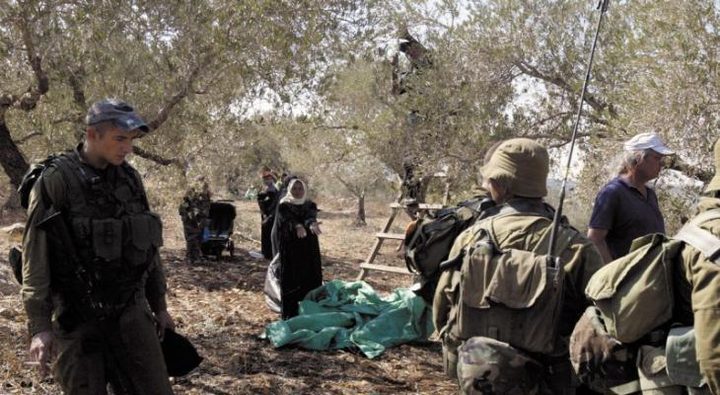 مستوطنون يعتدون على قاطفي الزيتون في تل الرميدة وسط الخليل