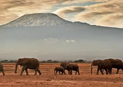 نفوق مئات الأفيال والحمير الوحشية بسبب الجفاف في كينيا