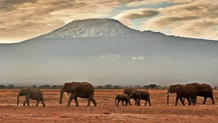 نفوق مئات الأفيال والحمير الوحشية بسبب الجفاف في كينيا