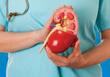 لكلى صحيةـ...تناول هذه الأطعمة الـ13