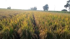 وزير التموين المصري يصدر قرارات صارمة بسبب أزمة الأرز