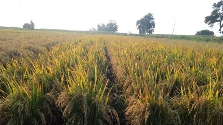 وزير التموين المصري يصدر قرارات صارمة بسبب أزمة الأرز