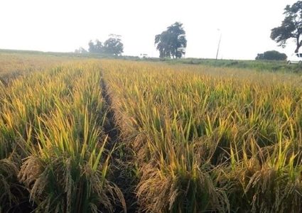 وزير التموين المصري يصدر قرارات صارمة بسبب أزمة الأرز