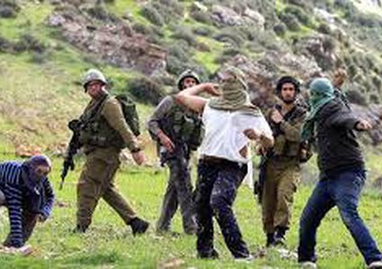 مستوطنون يسرقون أبقارا في الأغوار الشمالية