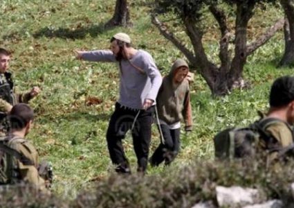 مستوطنون يسرقون خلايا نحل من أراضي دير شرف غرب نابلس