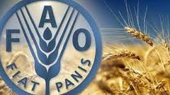 "فاو": استقرار الأسعار العالمية للمواد الغذائية الشهر الماضي