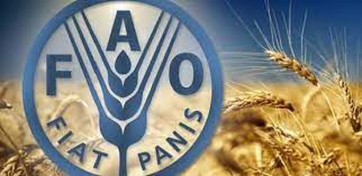"فاو": استقرار الأسعار العالمية للمواد الغذائية الشهر الماضي