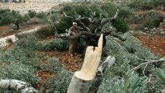 الاحتلال يقطع عشرات الأشجار الحرجية في سلفيت