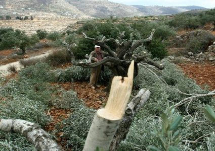 الاحتلال يقطع عشرات الأشجار الحرجية في سلفيت