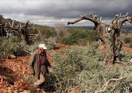 مستوطنون يقتلعون 20 غرسة زيتون ببلدة قراوة بني حسان
