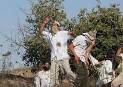 مستوطنون يستولون على 120 رأس غنم لمزارع من بلدة عرابة