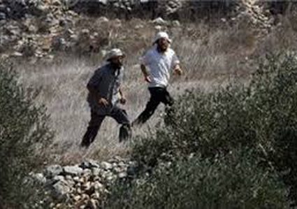 مستوطنون يتلفون أشتال زيتون بعد رشها بمبيدات سامة في قرية المغير