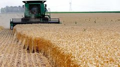 الجزائر: إنتاج القمح الصلب يغطي 95 بالمئة من حاجة البلاد