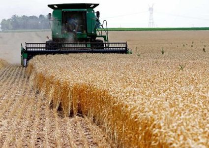 الجزائر: إنتاج القمح الصلب يغطي 95 بالمئة من حاجة البلاد