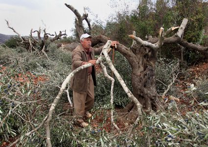 مستوطنون يقتلعون 14 شجرة زيتون شرق سلفيت