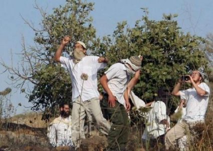 مستوطنون يحطمون أشتال زيتون في أراضي قصرة جنوب نابلس