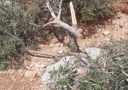 مستوطنون يقتلعون ويكسرون 65 غرسة زيتون غرب سلفيت