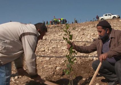 زراعة أشجار حرجية شرق طوباس ضمن فعاليات يوم الشجرة