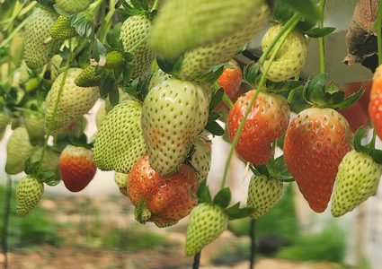 زراعة الفراولة بالفحم.. أول تجربة بنظام الزراعة المائية المعلقة "اكوابونيك"