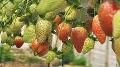 زراعة الفراولة بالفحم.. أول تجربة بنظام الزراعة المائية المعلقة "اكوابونيك"