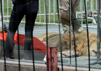 محتجون يلقون جثة أسد أمام قصر الرئاسة في تشيلي