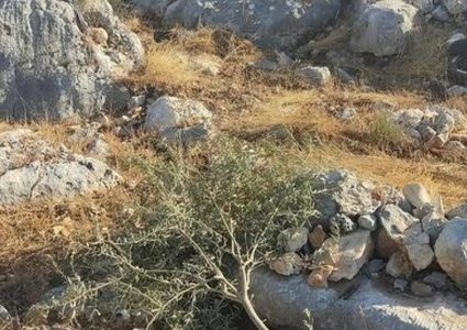 الاحتلال يخطر مواطنين بإزالة أشتال الزيتون وعدم استصلاح أرضهم غرب بيت لحم