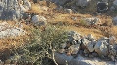 الاحتلال يخطر مواطنين بإزالة أشتال الزيتون وعدم استصلاح أرضهم غرب بيت لحم