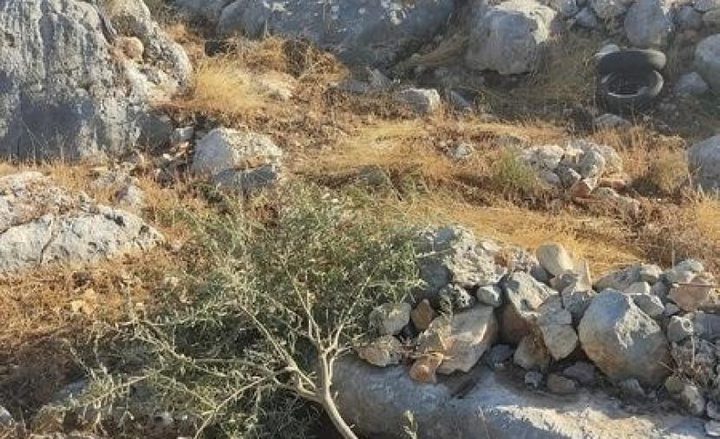 الاحتلال يخطر مواطنين بإزالة أشتال الزيتون وعدم استصلاح أرضهم غرب بيت لحم