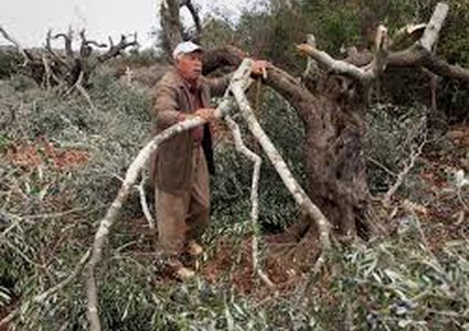 مستوطنون يقتلعون 8 غرسات زيتون غرب سلفيت