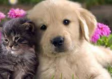 نصيحة مهمة لمن يربون حيواناً أليفاً