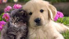 نصيحة مهمة لمن يربون حيواناً أليفاً