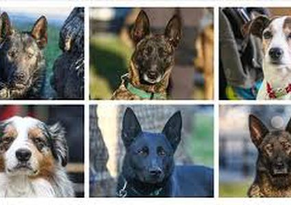 388 كلباً من 47 دولة أنقذوا 74 شخصاً في كهرمان مرعش وحدها