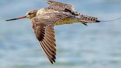 أطول رحلة لطائر قطع الكرة الأرضية بالطول والعرض بلا توقف