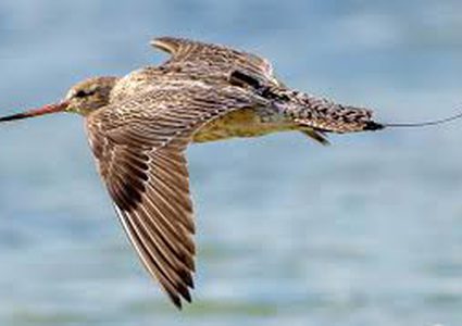 أطول رحلة لطائر قطع الكرة الأرضية بالطول والعرض بلا توقف