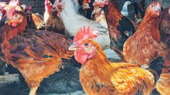 جدل واسع.. الدجاج البرازيلي يدمر مصر  بعد اكتفاء ذاتي 5 أعوام