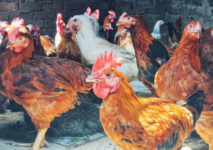 جدل واسع.. الدجاج البرازيلي يدمر مصر  بعد اكتفاء ذاتي 5 أعوام