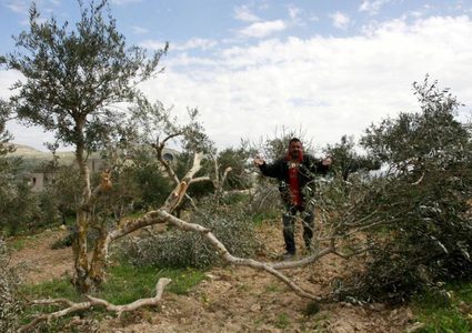 مستوطنون يقتلعون 70 شتلة زيتون في بلدة الخضر