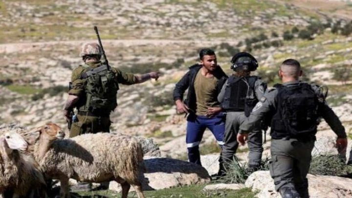 مستوطنون يجبرون رعاة الأغنام في المعرجات على ترك المراعي