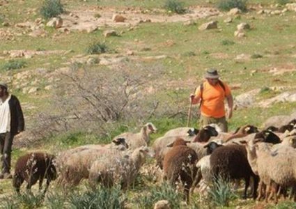 مستوطنون يهاجمون رعاة الأغنام بمسافر يطا جنوب الخليل