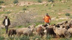 مستوطنون يهاجمون رعاة الأغنام بمسافر يطا جنوب الخليل