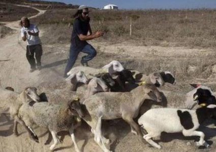 مستوطنون يهاجمون رعاة الأغنام في كيسان شرق بيت لحم