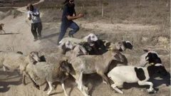 مستوطنون يهاجمون رعاة الأغنام في كيسان شرق بيت لحم