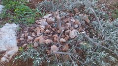 مستوطنون يقتلعون 80 غرسة زيتون في ياسوف شرق سلفيت