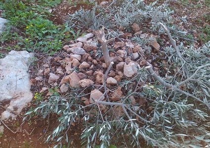 مستوطنون يقتلعون 80 غرسة زيتون في ياسوف شرق سلفيت