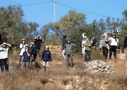 مستوطنون يقطعون 170 شجرة زيتون معمرة شرق سلفيت