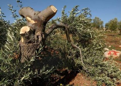 مستوطنون يقطعون أشجار زيتون في حوسان غرب بيت لحم