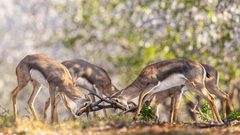 من الطبيعة الفلسطينية الجميلة مع قرب حلول فصل الربيع