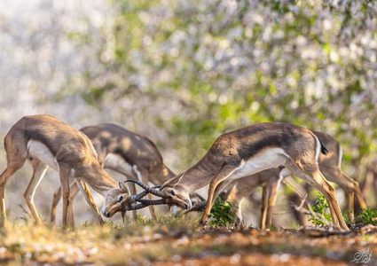 من الطبيعة الفلسطينية الجميلة مع قرب حلول فصل الربيع- تصوير: محمد محاميد
