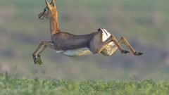 من الطبيعة الفلسطينية الجميلة مع قرب حلول فصل الربيع